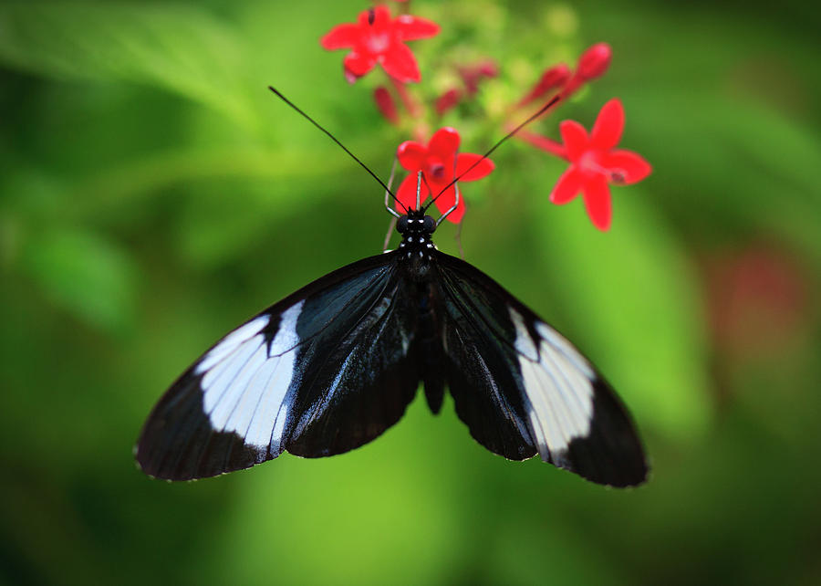 Butterfly Photograph by Carl Jackson | Fine Art America