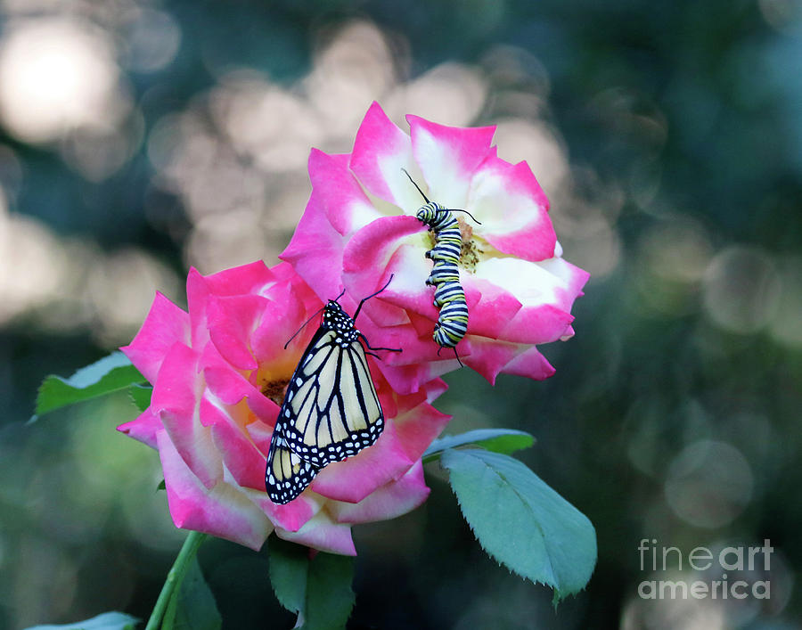 Butterfly Caterpillar and Pink Roses Photo Photograph by Luana K Perez