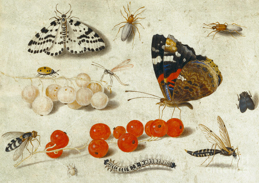 Butterfly Painting - Butterfly, Caterpillar, Moth, Insects and Currants by Jan Van Kessel
