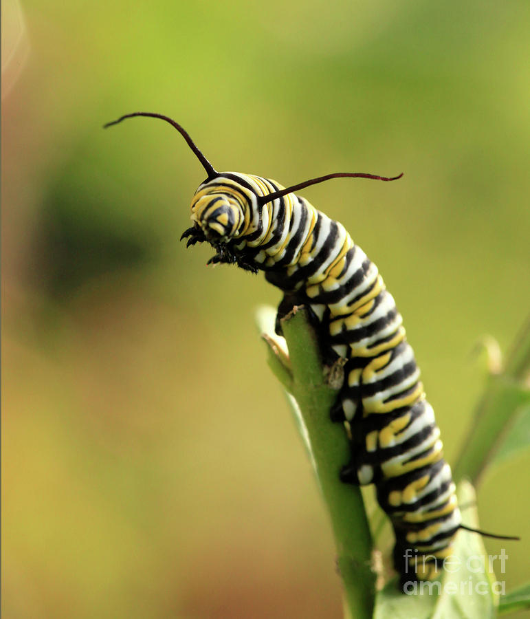 Butterfly Caterpillar Photo Photograph by Luana K Perez
