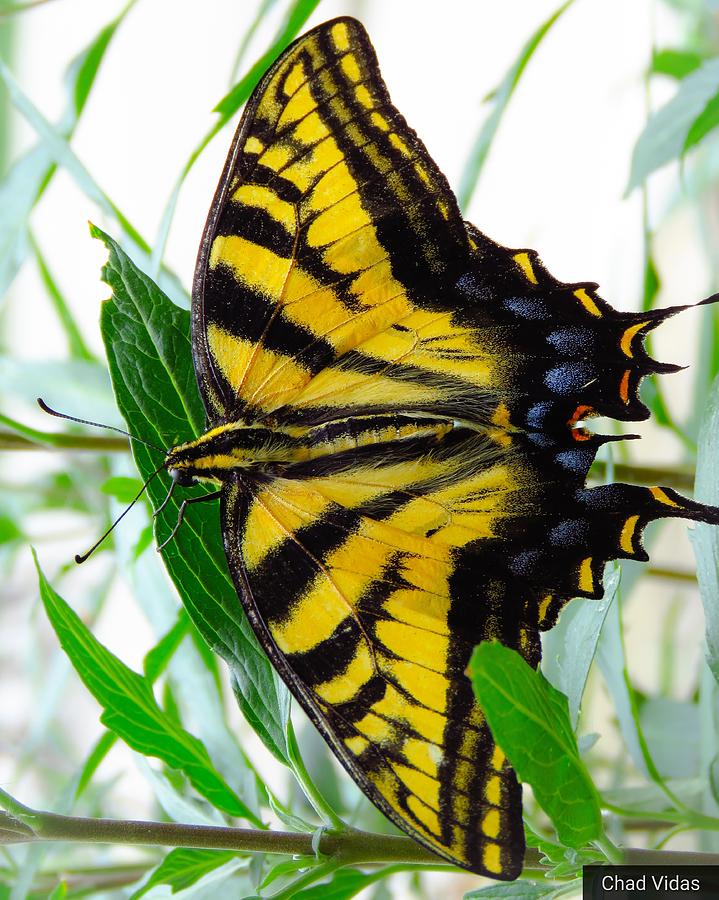 Butterfly Photograph by Chad Vidas Butterfly Photograph by Chad Vidas