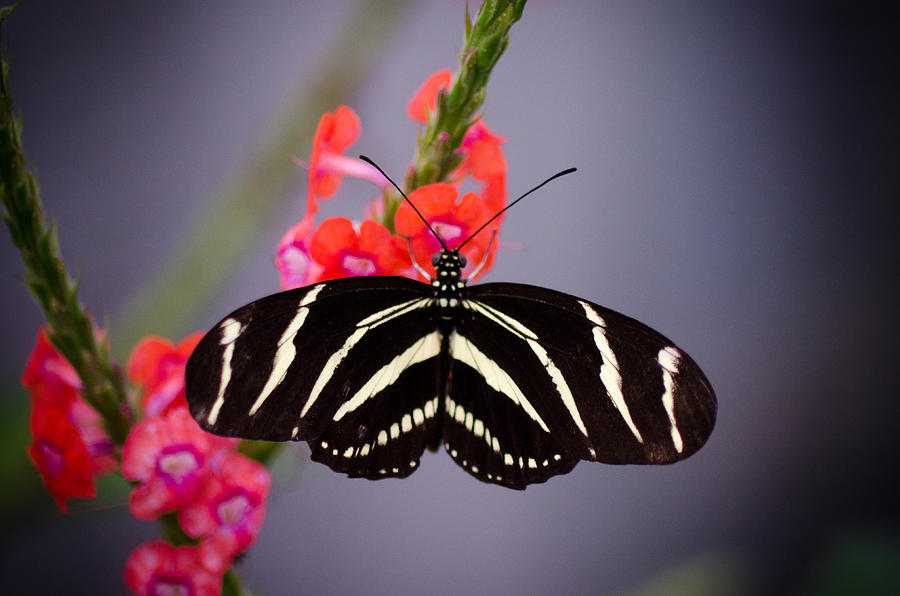 Butterfly Photograph by Christina Wells - Fine Art America