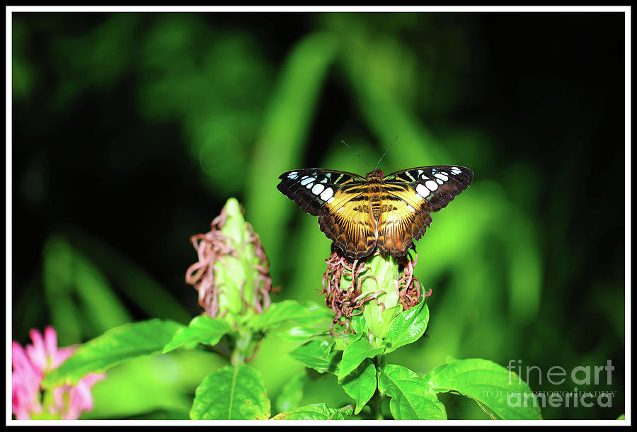 Butterfly Photograph By Christine Tolosa Fine Art America