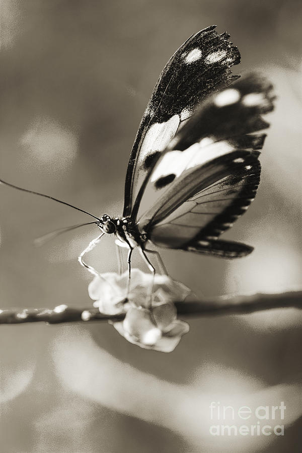 Butterfly Close-up Photograph by Tomas del Amo - Printscapes