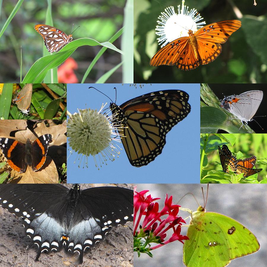 Butterfly Collage Photograph by Betty Berard - Fine Art America