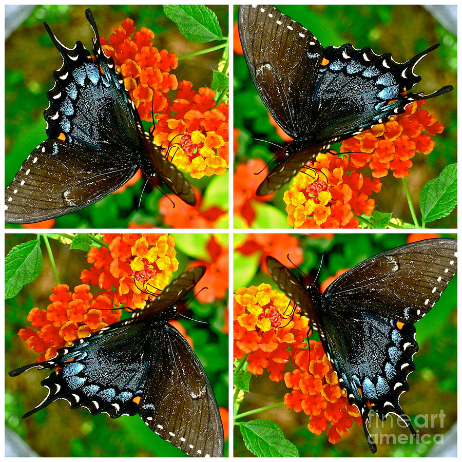Butterfly Collage Photograph by Jean Wright