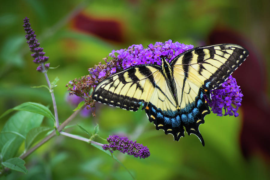 Butterfly Color Photograph by Stewart Helberg