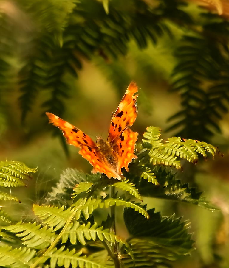 Butterfly Comma Photograph by Jeff Townsend