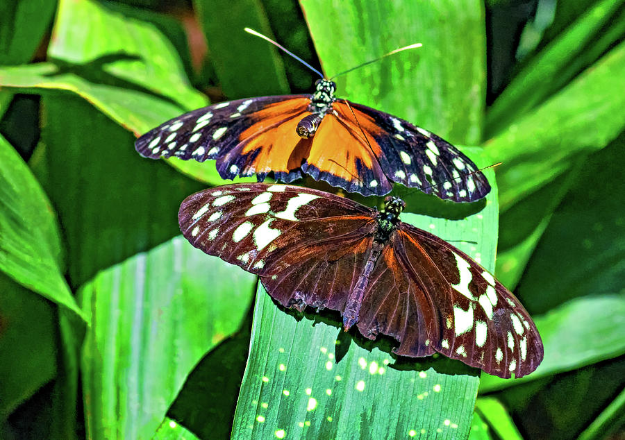 Butterfly Courtship 2 - Paint  Photograph by Steve Harrington