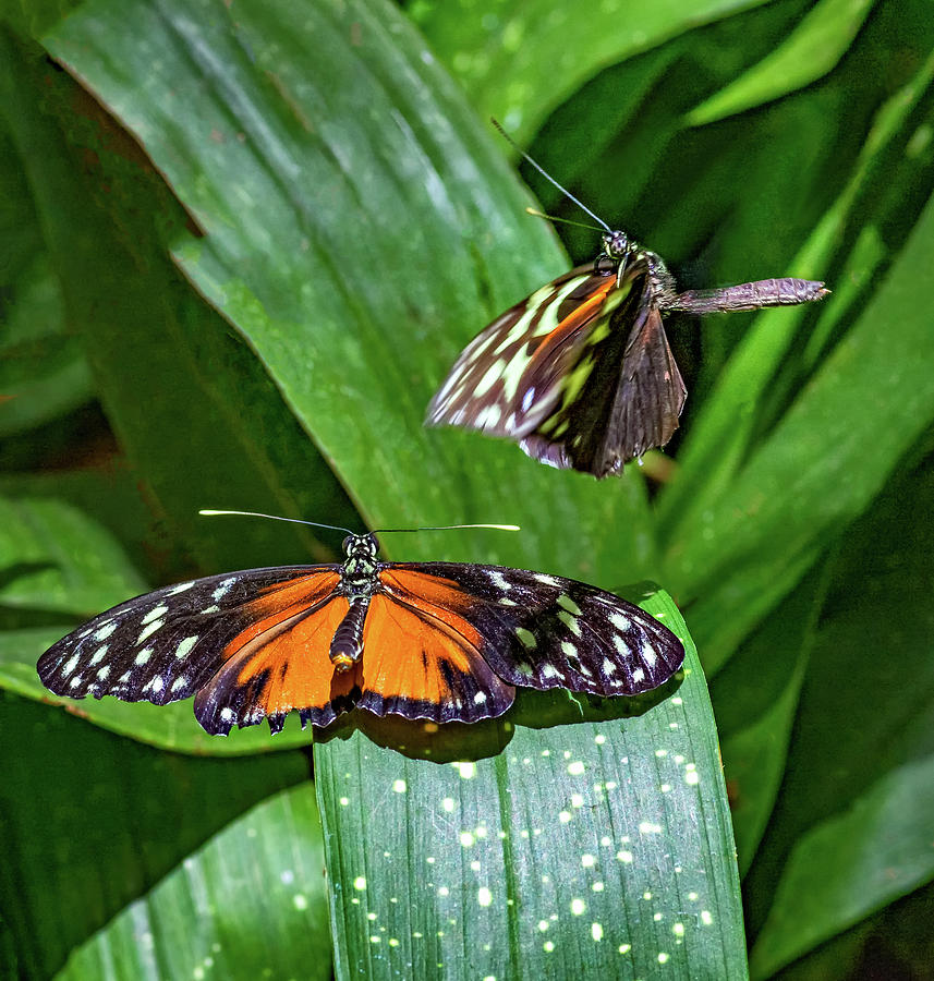 Butterfly Courtship Photograph by Steve Harrington
