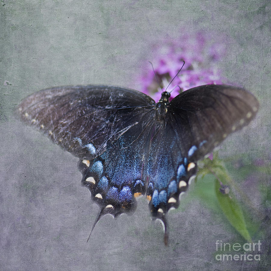 Butterfly Dance Photograph by Betty LaRue