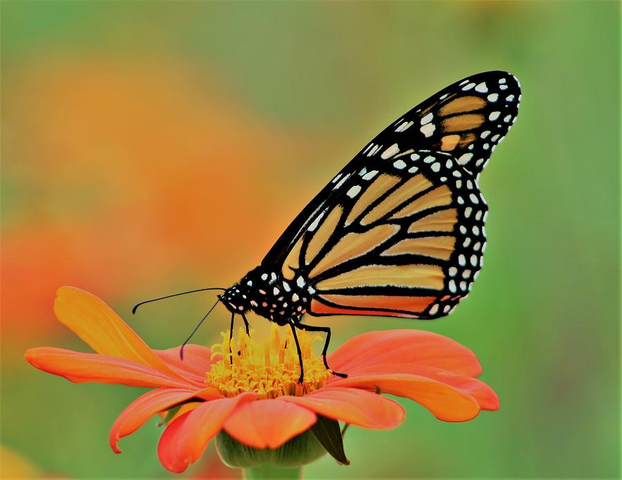 Butterfly Photograph by Daniela Badila - Fine Art America