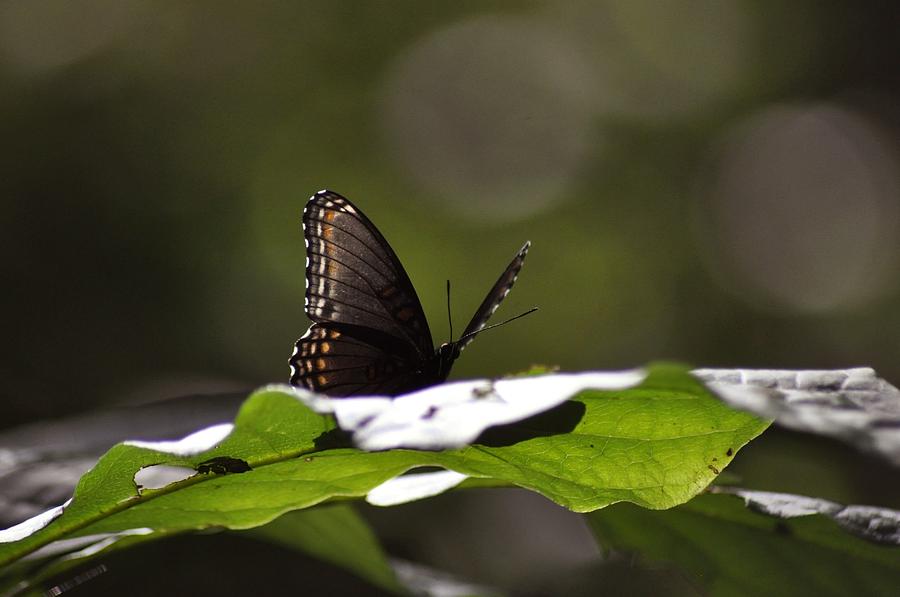 Butterfly Photograph - Butterfly by David Kelso