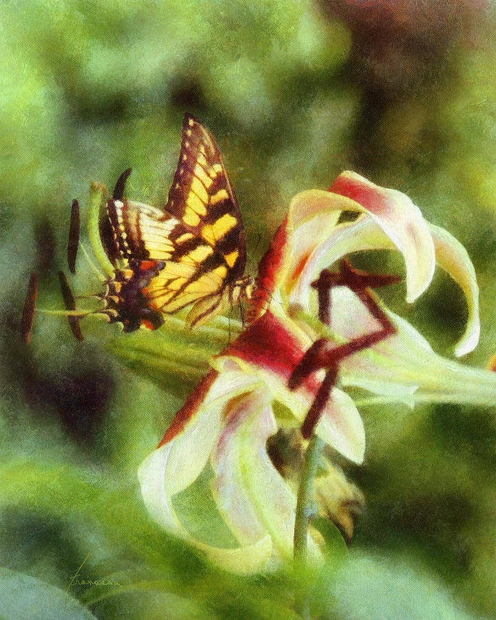 Butterfly Daylily Digital Art by Frances Miller