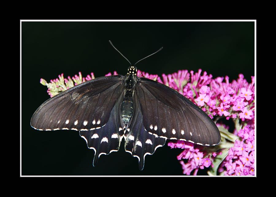 Butterfly Photograph by Deborah Ronquillo - Fine Art America