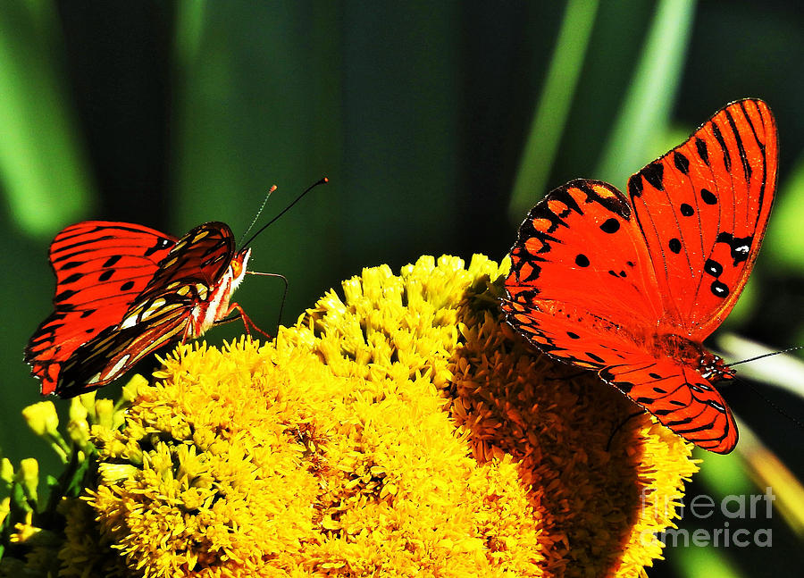 Butterfly Delights Photograph by Jan Gelders