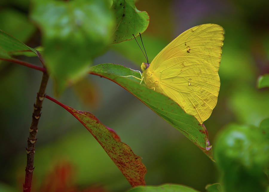 Butterfly Photograph - Butterfly by Dennis Goodman Photography