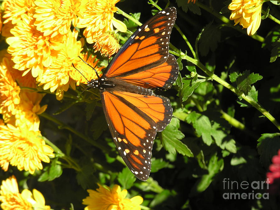 Butterfly Photograph by Diane Lesser