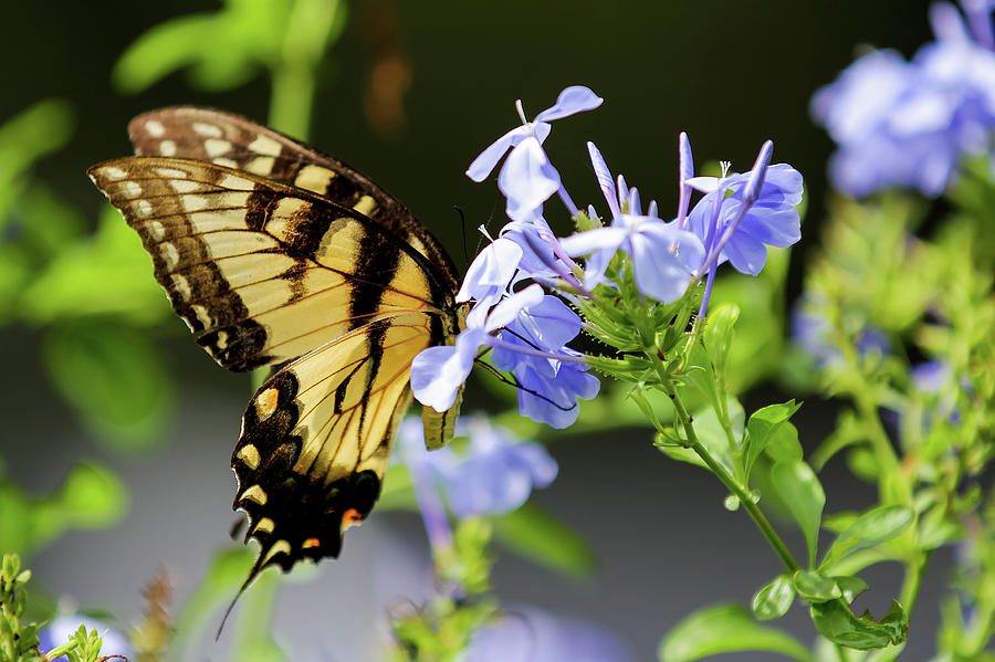 Butterfly Photograph by Dillon Kalkhurst