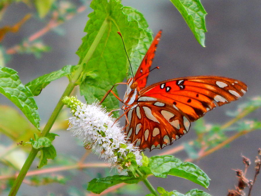 Butterfly Dining On Mint Blossom Photograph by Virginia White