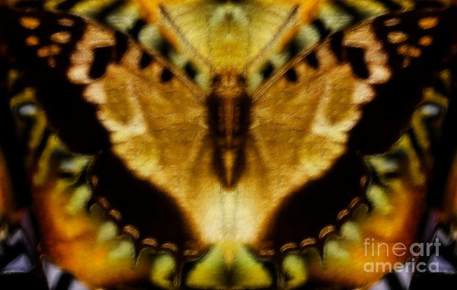 Butterfly Dream Digital Art by Devalyn Marshall - Fine Art America