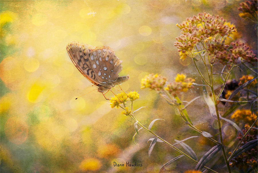 Flower Photograph - Butterfly Dream by Diane Hawkins