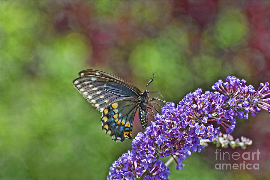Butterfly Dream Photograph by Edward Sobuta