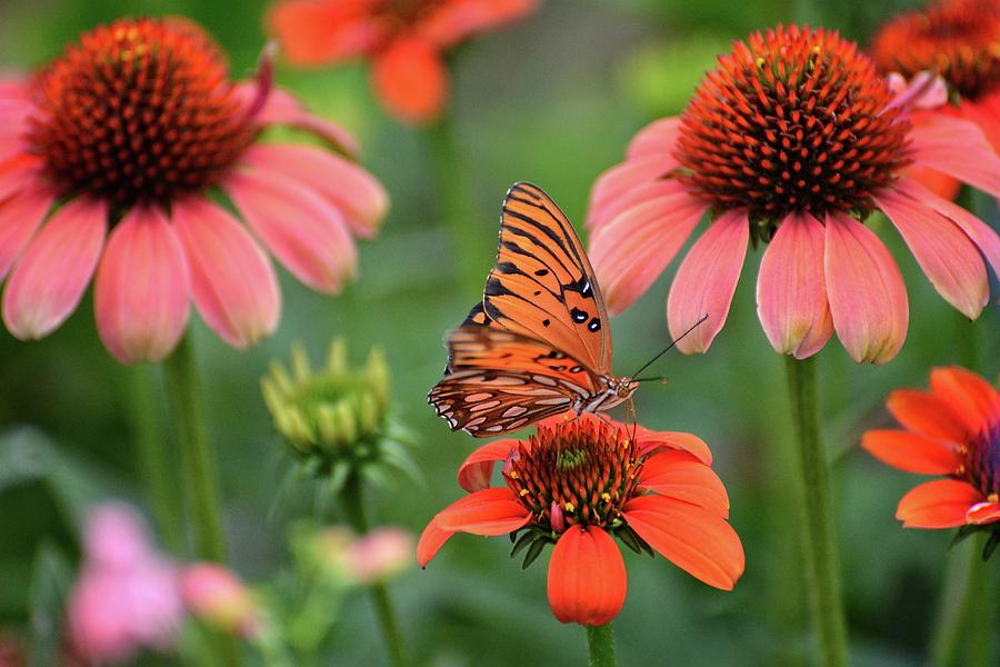 Butterfly Dream in the Garden Photograph by Lynn Bauer
