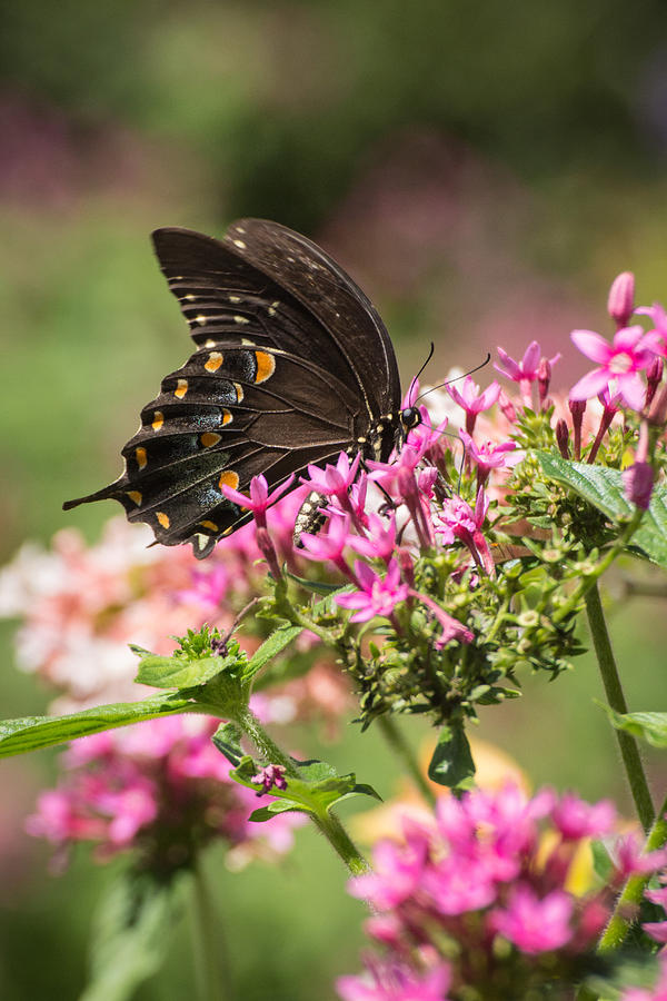 Butterfly Dream by Julie Andel Butterfly Dream by Julie Andel