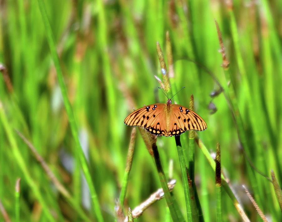 Butterfly Dream by Karl Ford Butterfly Dream by Karl Ford