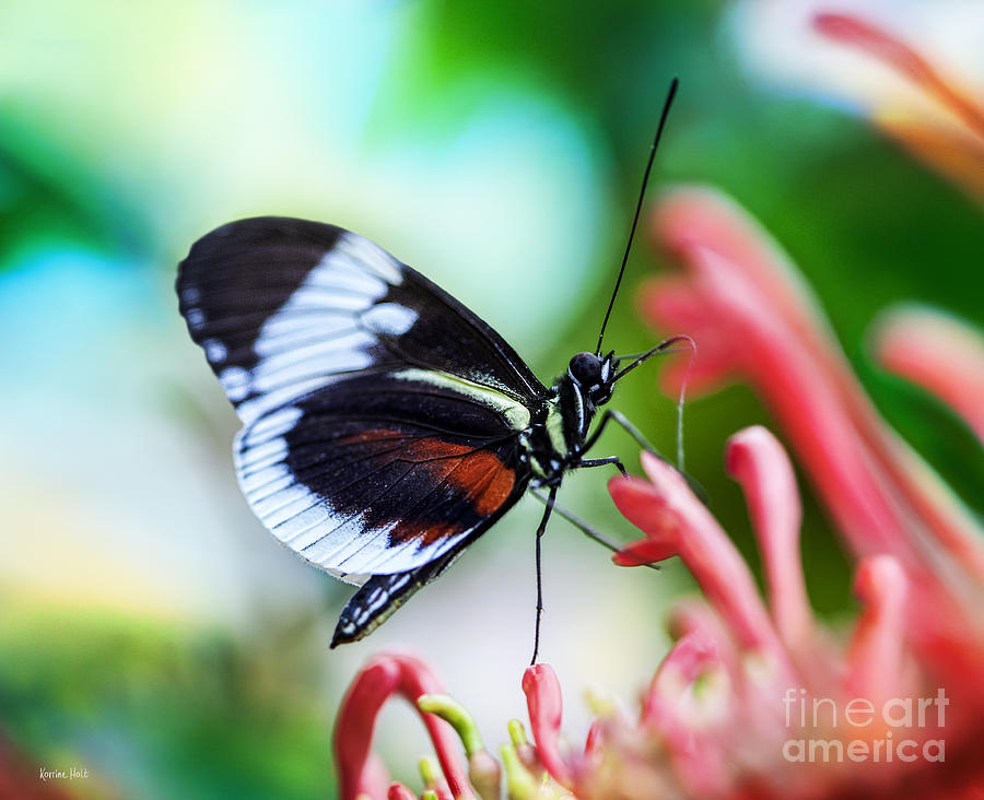 Butterfly Dream Photograph