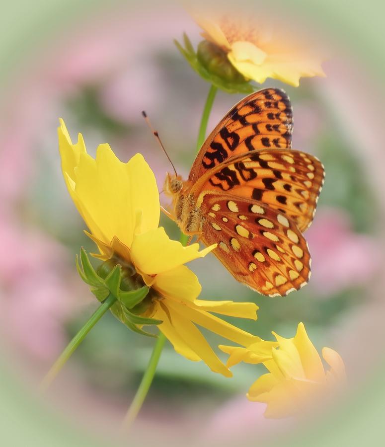 Butterfly Dream Photograph by MTBobbins Photography