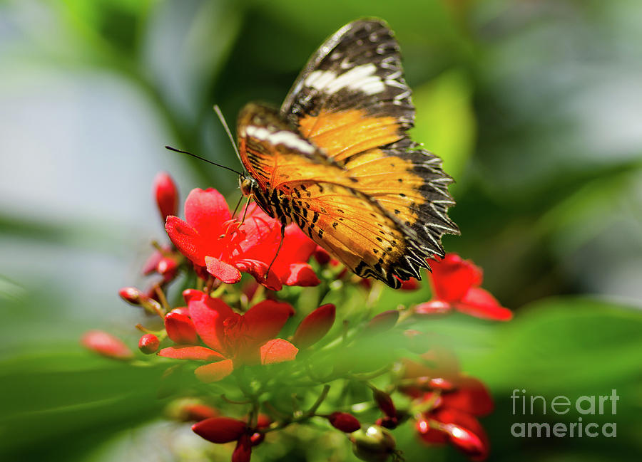 Butterfly Dream Photograph by Nick Boren