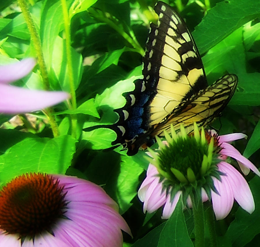 Butterfly Dream Photograph by Patricia Motley - Fine Art America