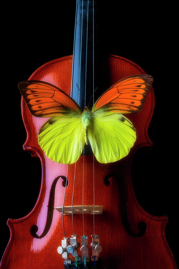 Butterfly Dreaming On A Violin Photograph by Garry Gay
