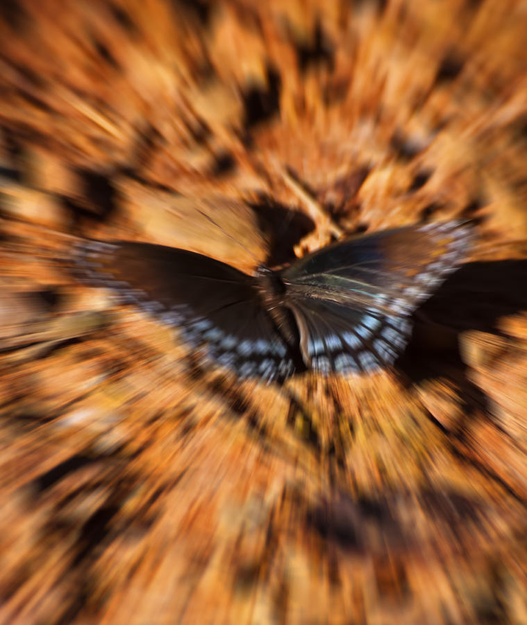 Butterfly Dreams Photograph by Flees Photos