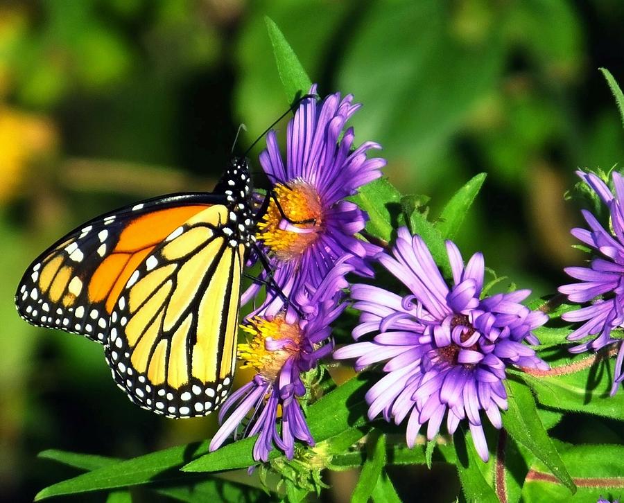 Butterfly Dreams Photograph by D H M - Fine Art America