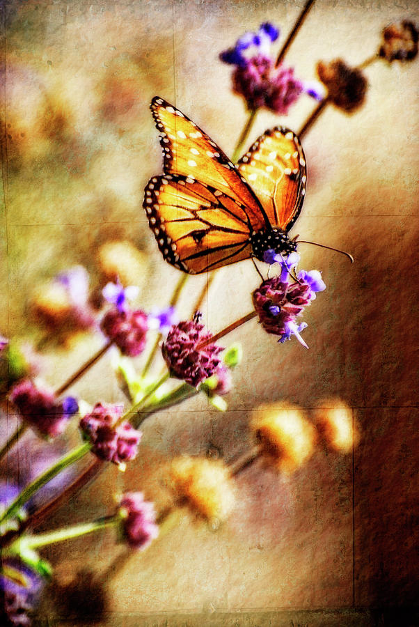 Butterfly Photograph - Butterfly Dreams by Saija Lehtonen
