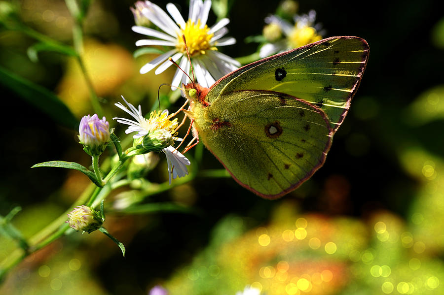 Butterfly drinking Nectar  Photograph by Lilia S