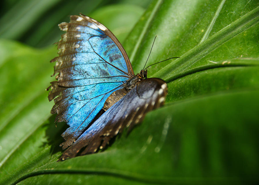 Butterfly Photograph by Edward Myers