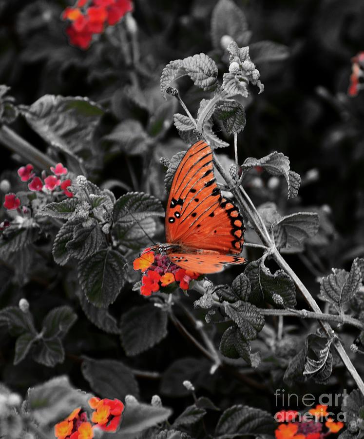 My Butterfly Effect  Photograph by Janet Marie