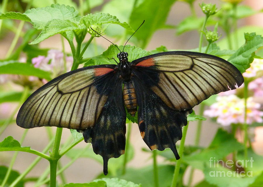 Butterfly Photograph by Elena Alexandrova