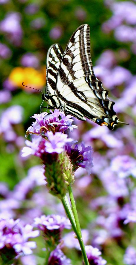 Flower Photograph - Butterfly  by Erin Finnegan