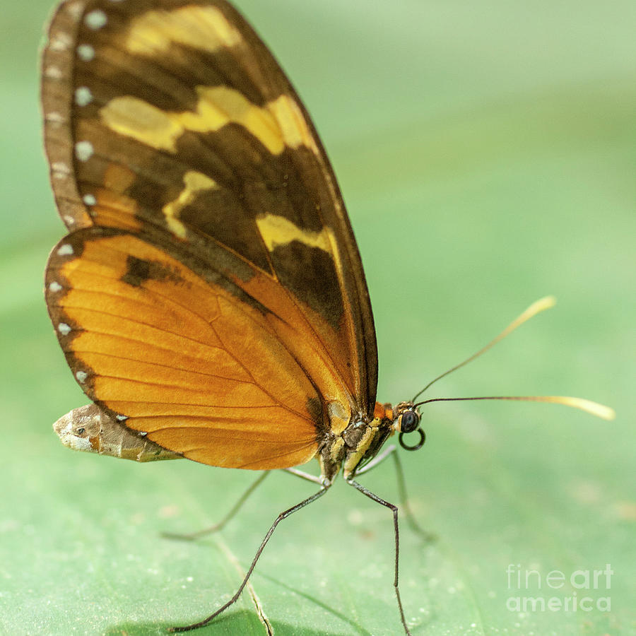 Butterfly Eueides Isabella Photograph by Heiko Koehrer-Wagner