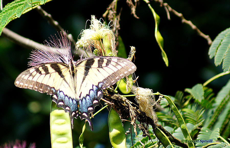 Butterfly  Photograph by Everett Spruill