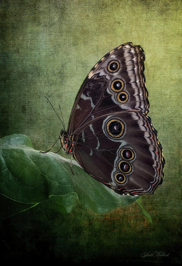 Butterfly Eyes Digital Art by Anita Hubbard - Fine Art America