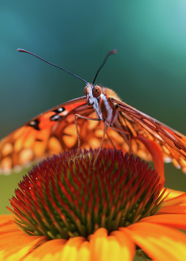 Butterfly Face Photograph by Rebekah Zivicki