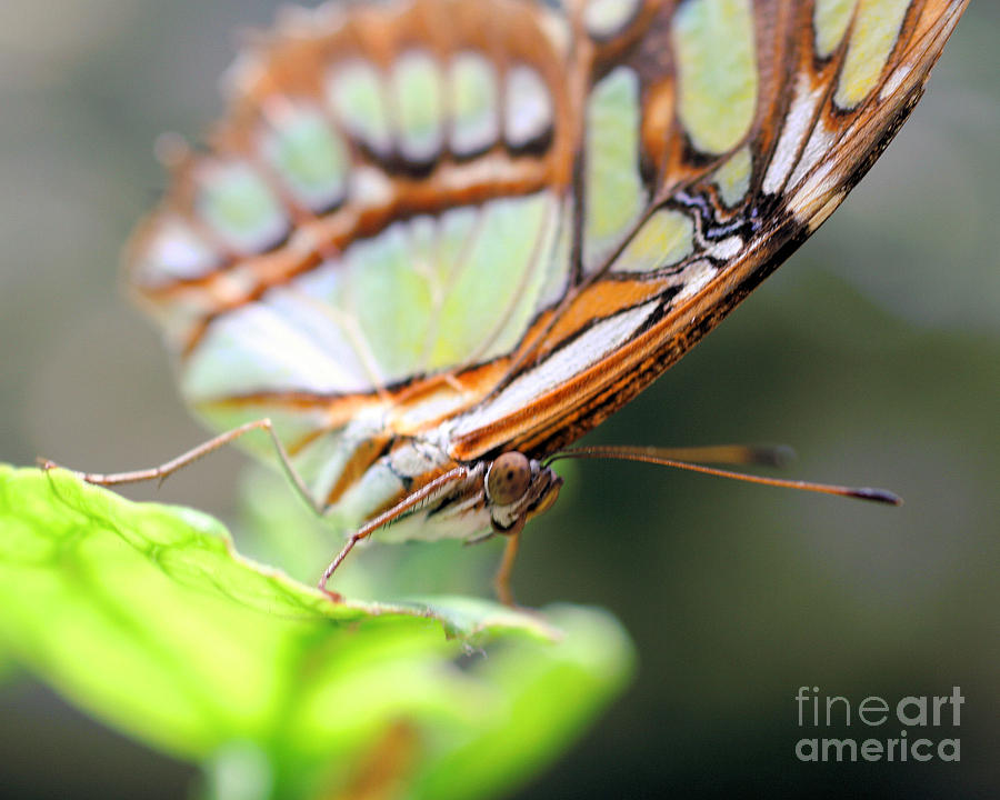 Butterfly Face Photograph by Smilin Eyes Treasures