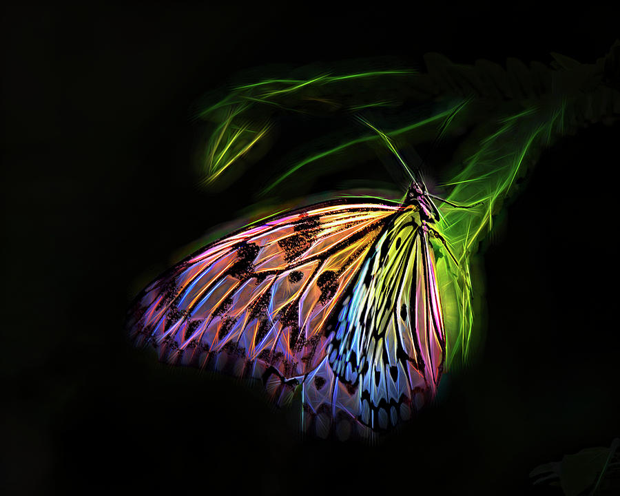 Butterfly Fantasy 1a Digital Art by Walter Herrit