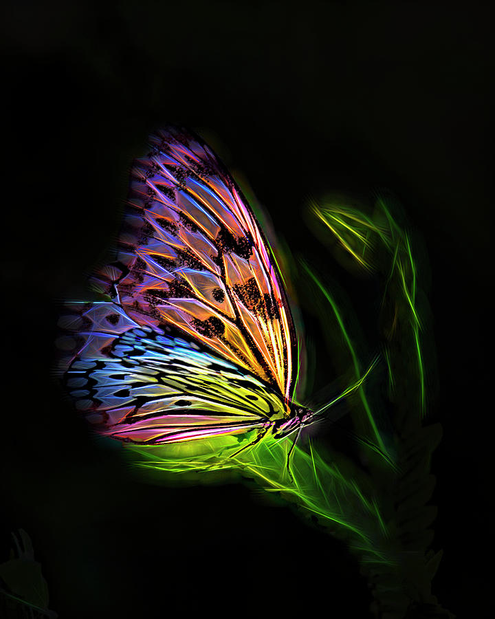 Butterfly Fantasy 2a Digital Art by Walter Herrit - Fine Art America